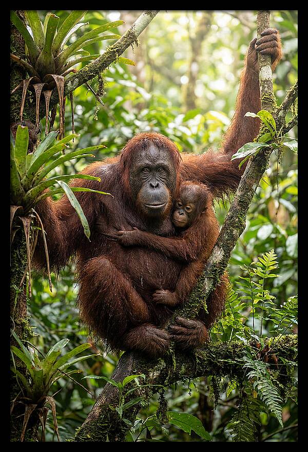 Mother And Child In Canopy