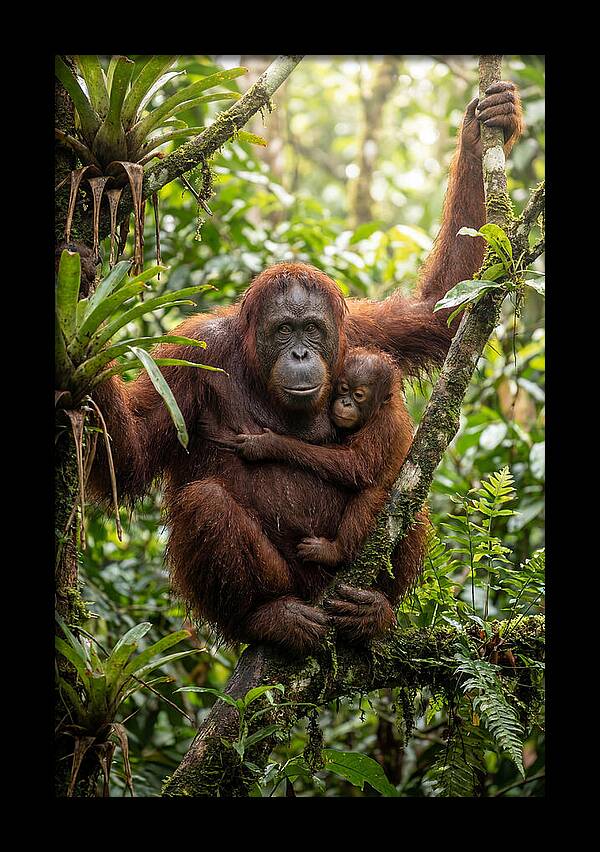 Mother And Child In Canopy