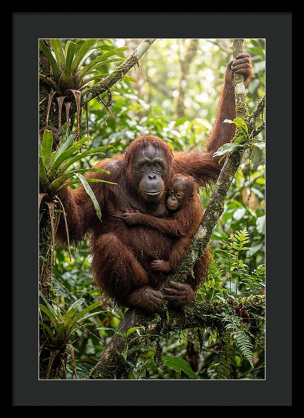 Mother And Child In Canopy