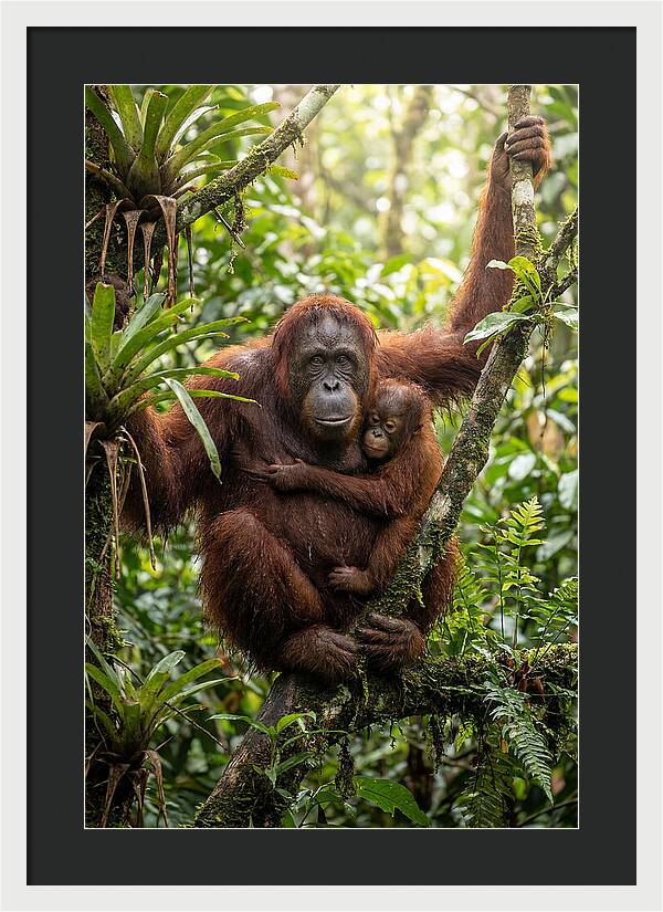 Mother And Child In Canopy