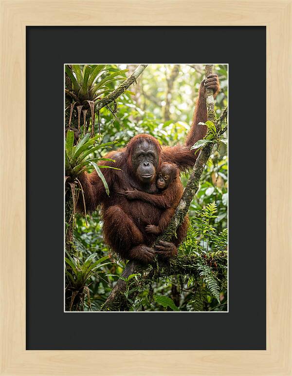 Mother And Child In Canopy