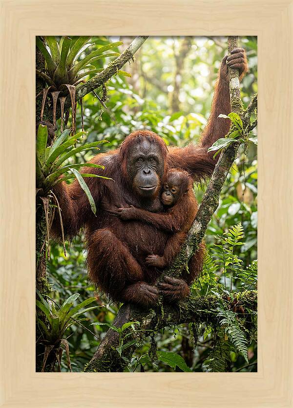 Mother And Child In Canopy