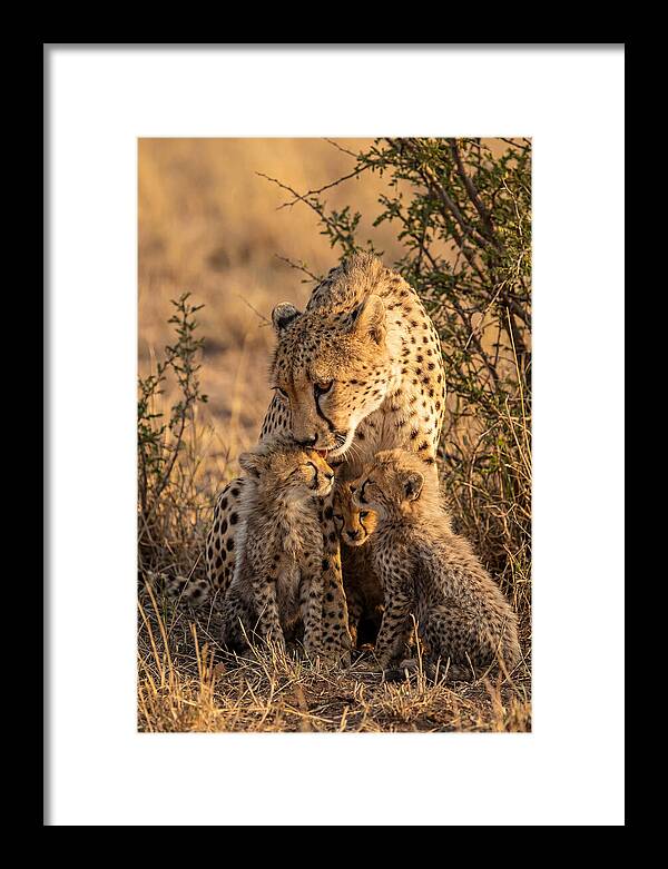 Mother Cheetah With Cubs