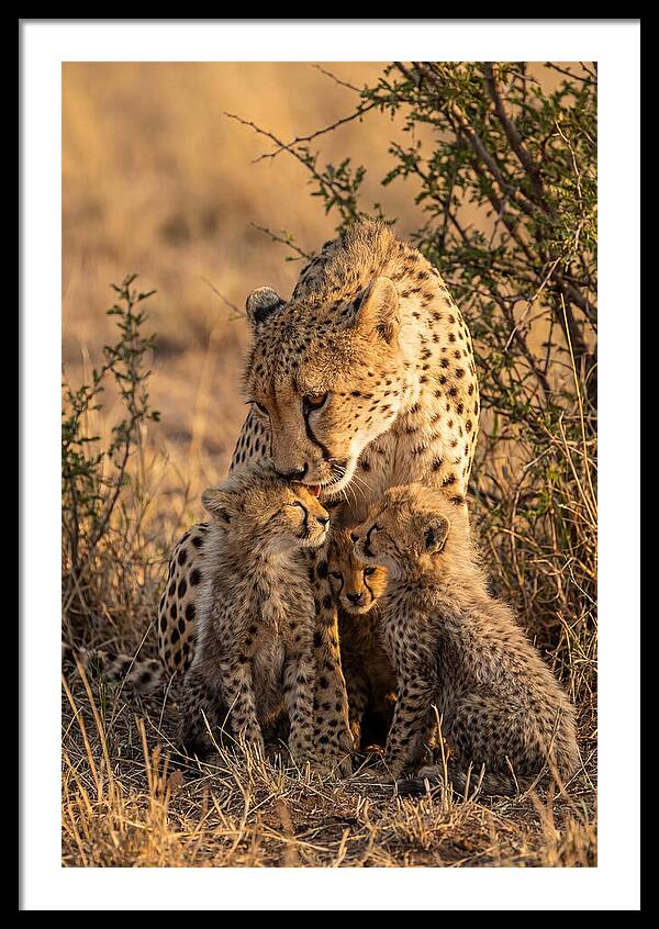 Mother Cheetah With Cubs