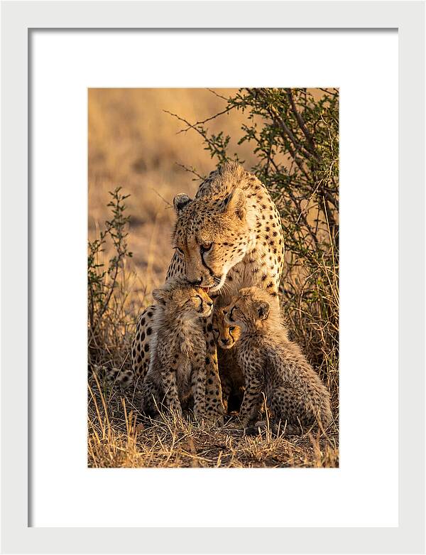 Mother Cheetah With Cubs