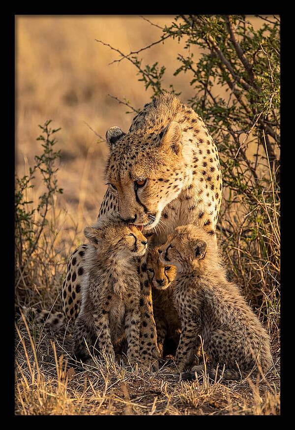 Mother Cheetah With Cubs