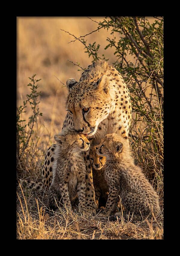 Mother Cheetah With Cubs