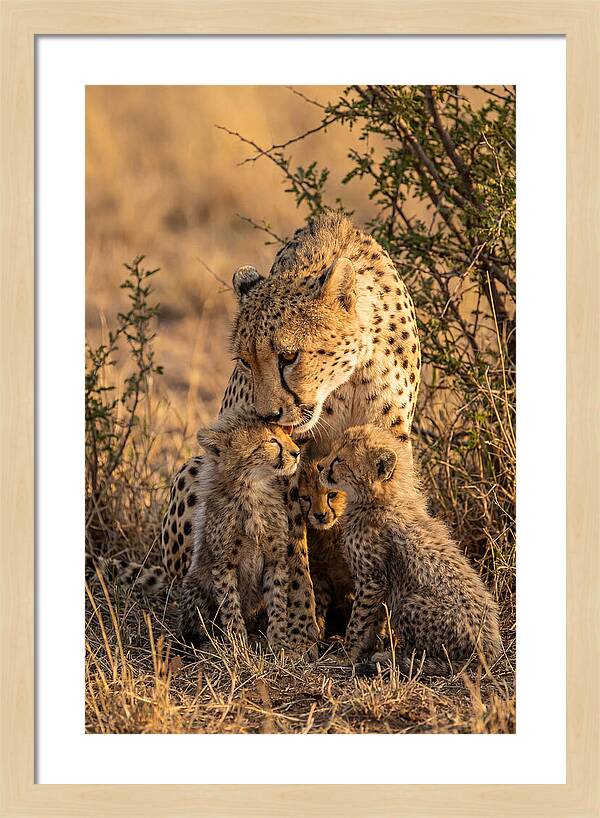 Mother Cheetah With Cubs