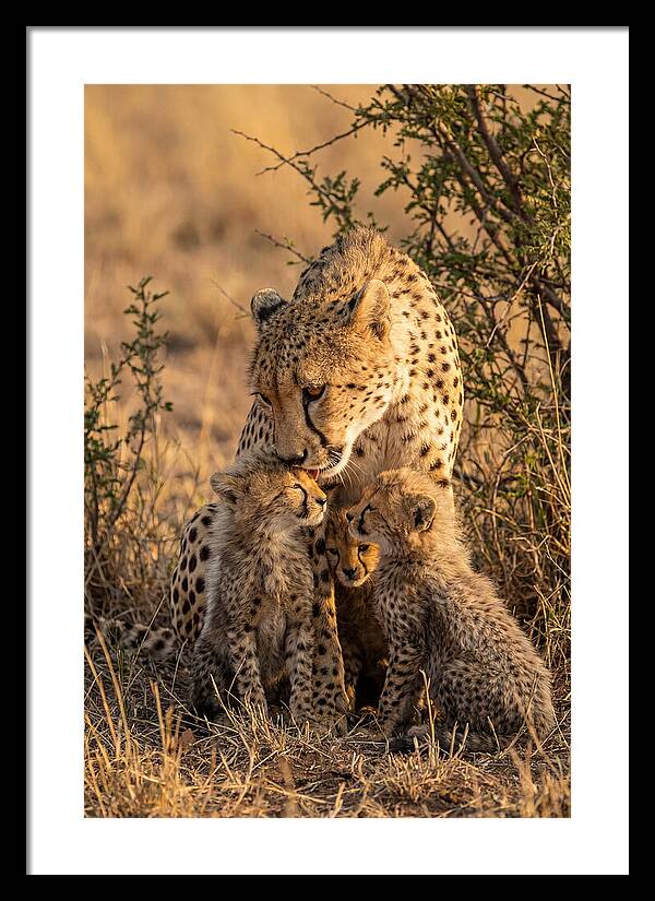 Mother Cheetah With Cubs