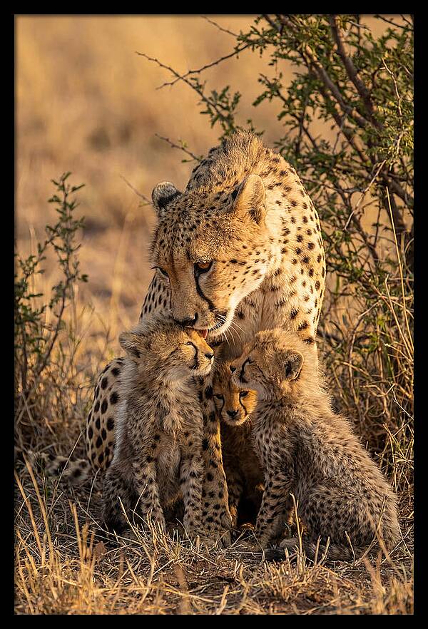 Mother Cheetah With Cubs