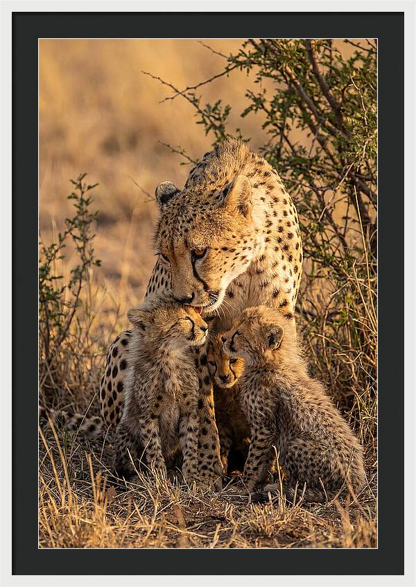 Mother Cheetah With Cubs