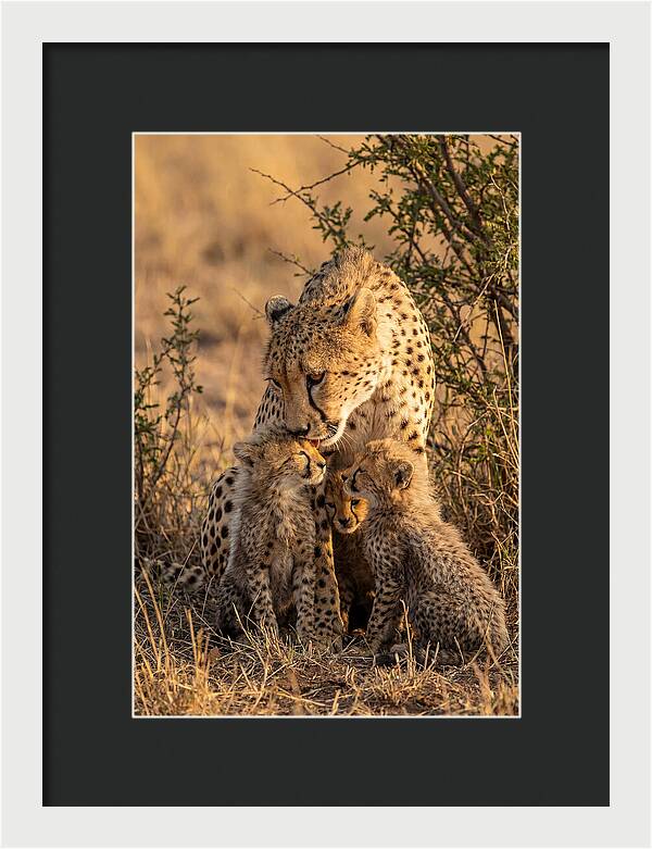 Mother Cheetah With Cubs