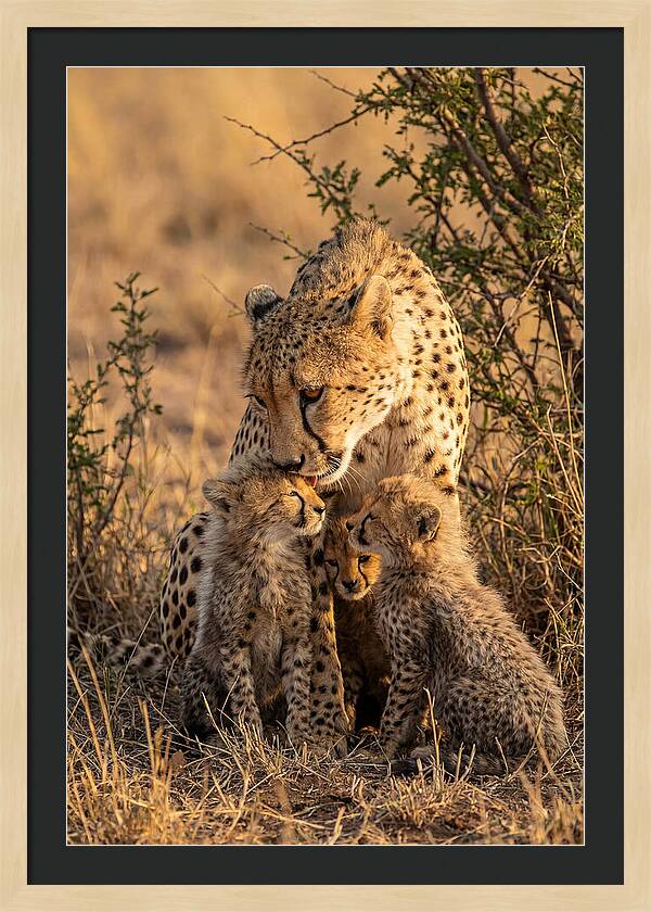 Mother Cheetah With Cubs