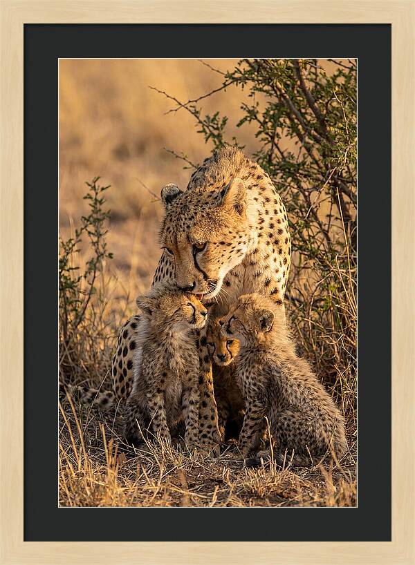 Mother Cheetah With Cubs