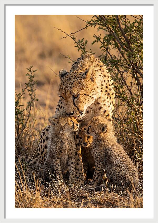 Mother Cheetah With Cubs