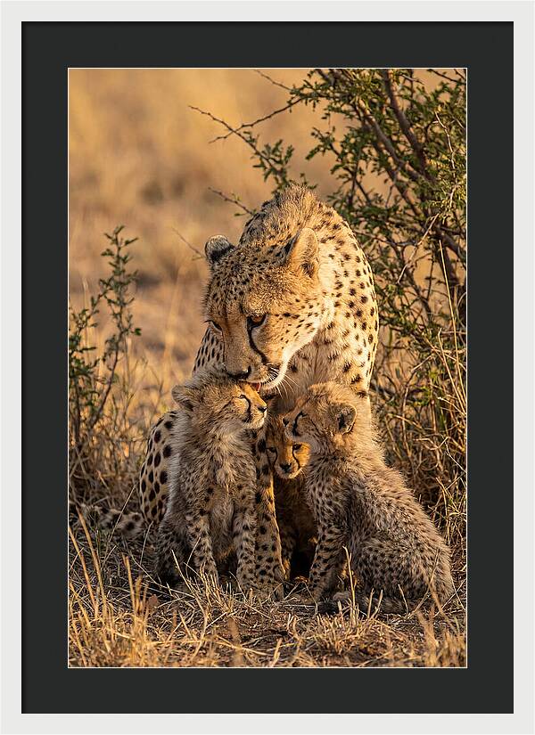 Mother Cheetah With Cubs