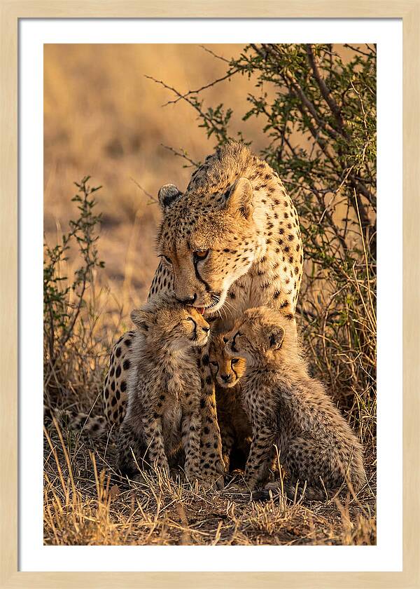 Mother Cheetah With Cubs