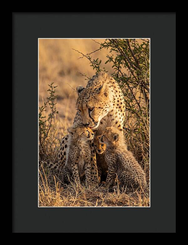 Mother Cheetah With Cubs