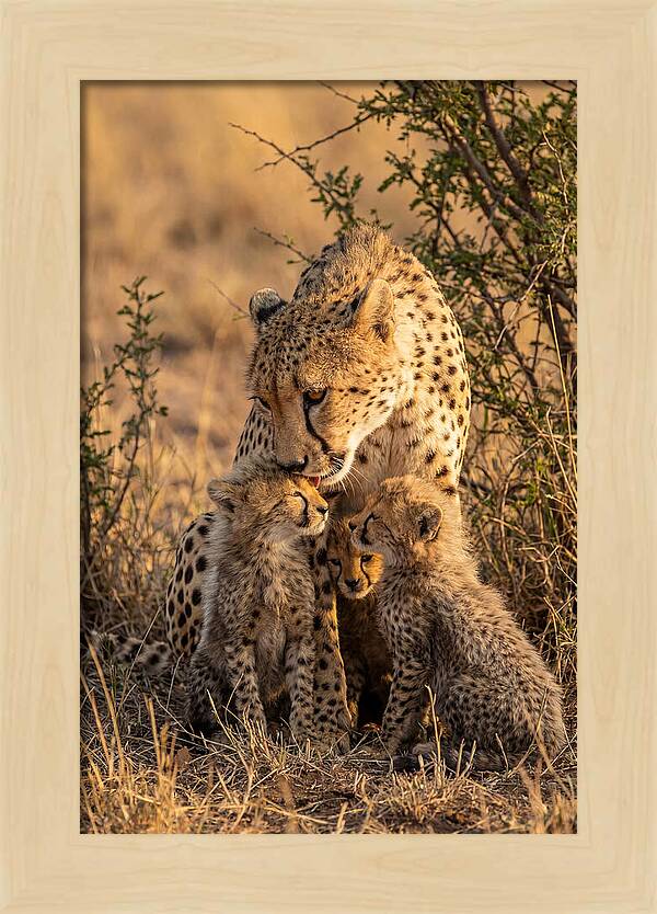 Mother Cheetah With Cubs
