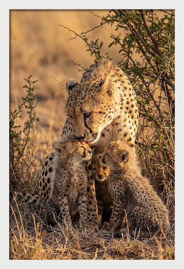 Mother Cheetah With Cubs