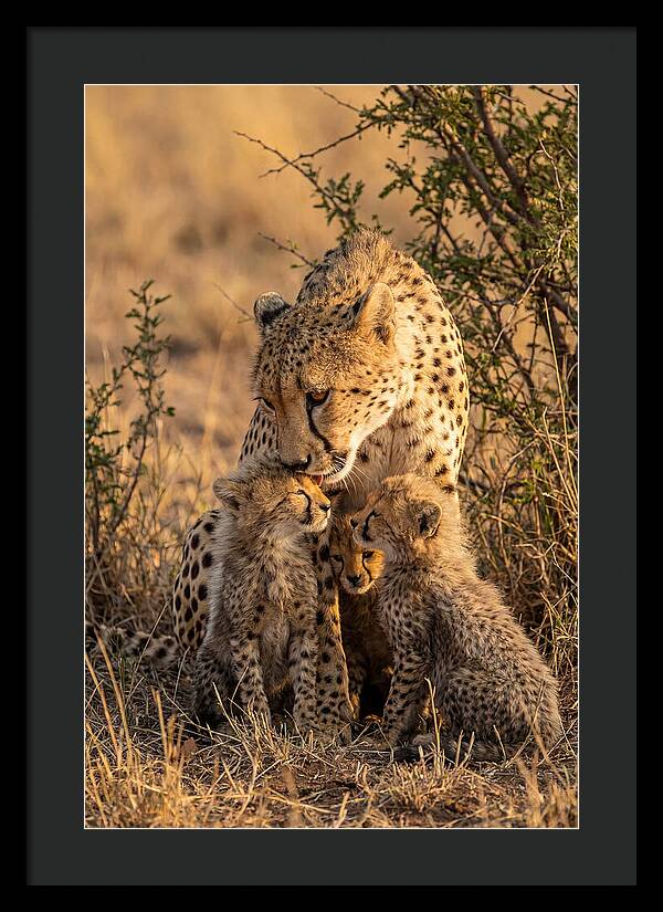 Mother Cheetah With Cubs