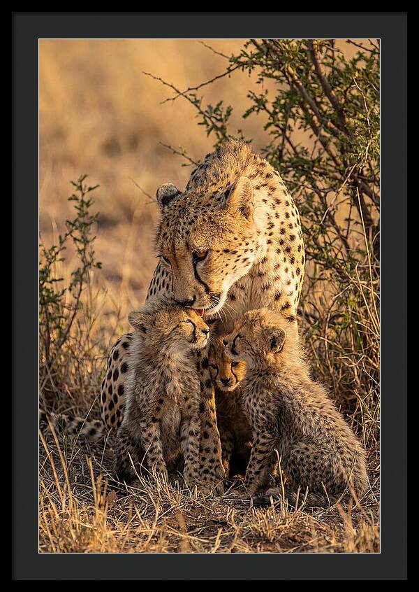 Mother Cheetah With Cubs