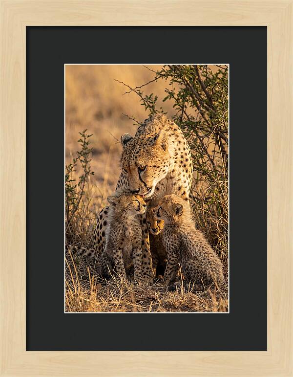 Mother Cheetah With Cubs
