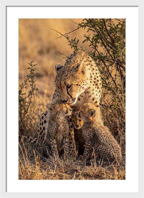 Mother Cheetah With Cubs