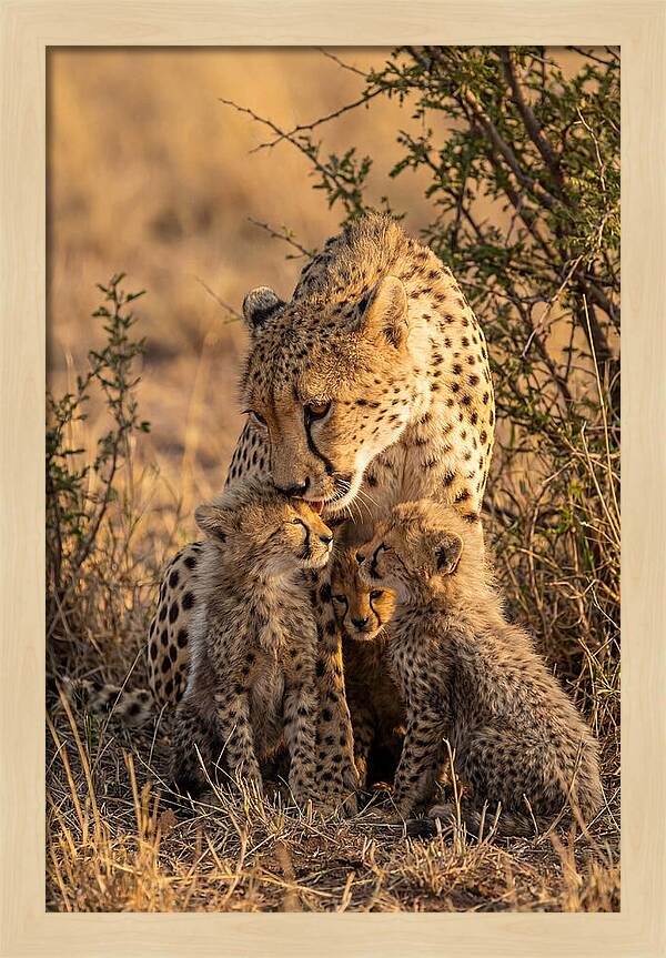Mother Cheetah With Cubs