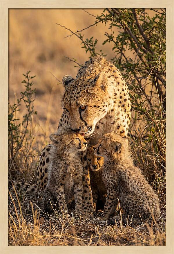 Mother Cheetah With Cubs