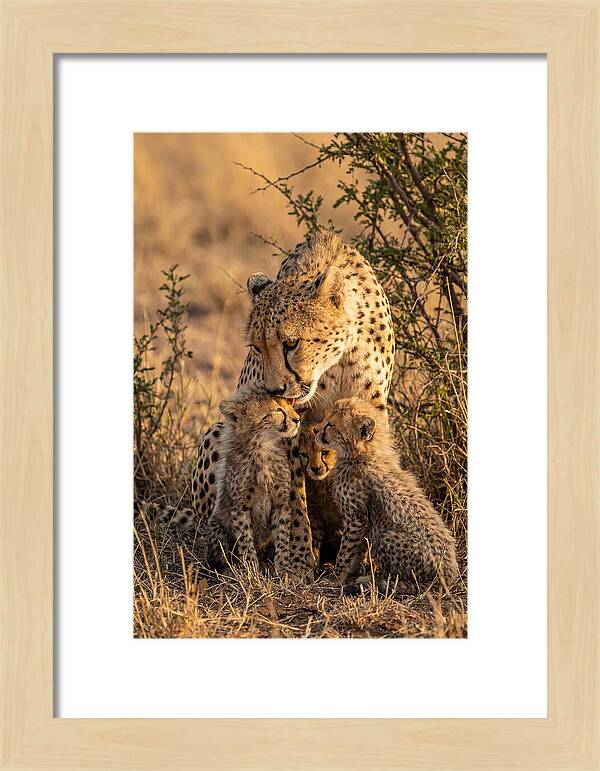 Mother Cheetah With Cubs