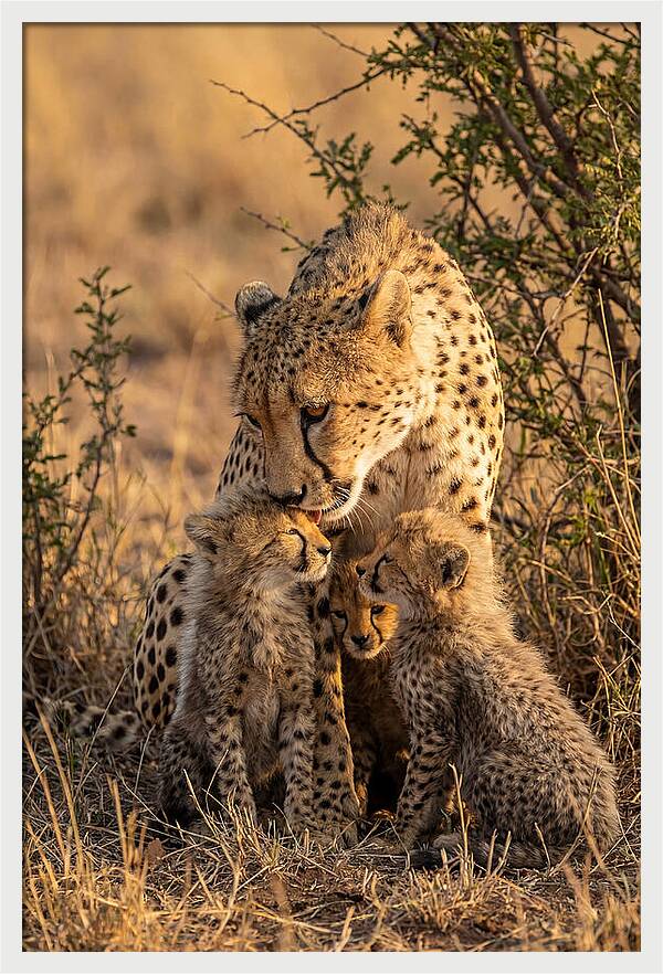 Mother Cheetah With Cubs