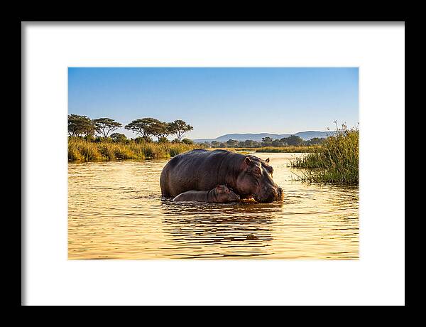 Mother Hippo And Calf In Serenity