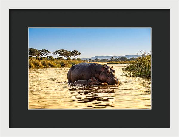 Mother Hippo And Calf In Serenity