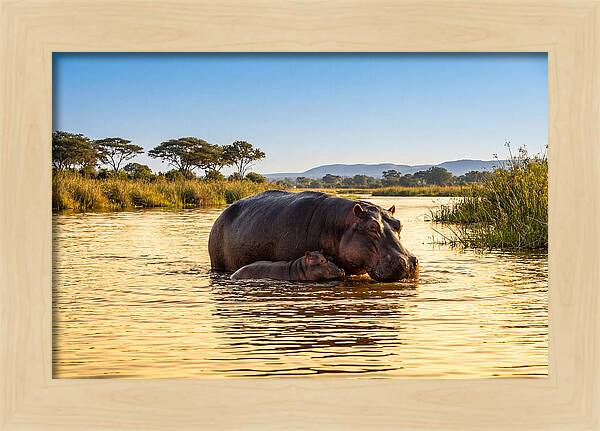 Mother Hippo And Calf In Serenity