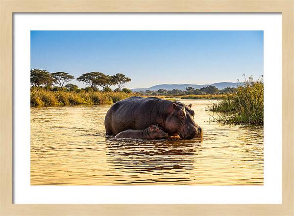 Mother Hippo And Calf In Serenity