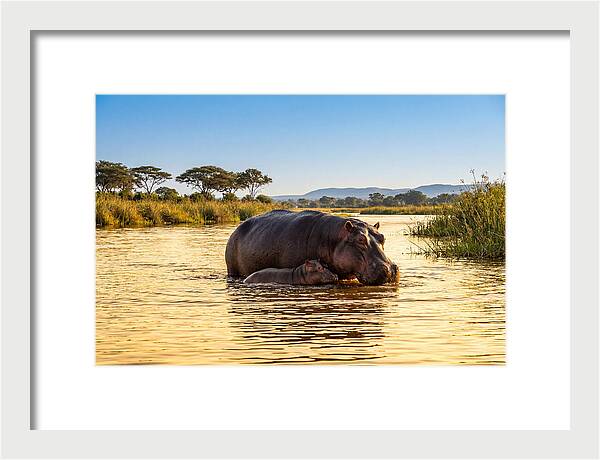 Mother Hippo And Calf In Serenity