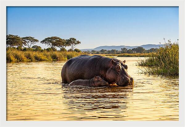 Mother Hippo And Calf In Serenity