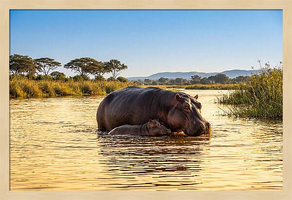 Mother Hippo And Calf In Serenity