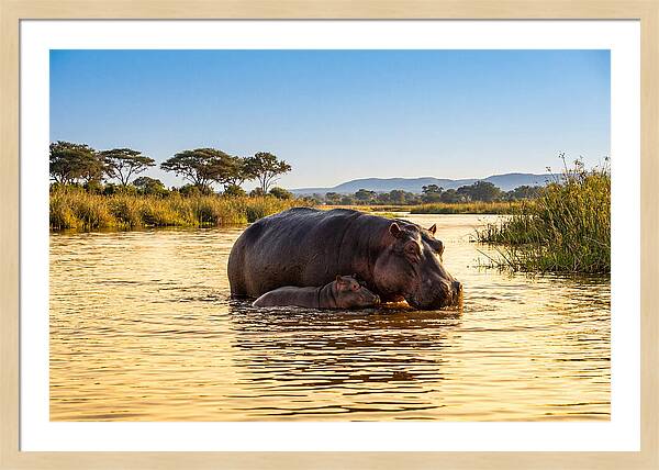 Mother Hippo And Calf In Serenity