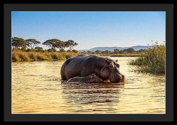 Mother Hippo And Calf In Serenity