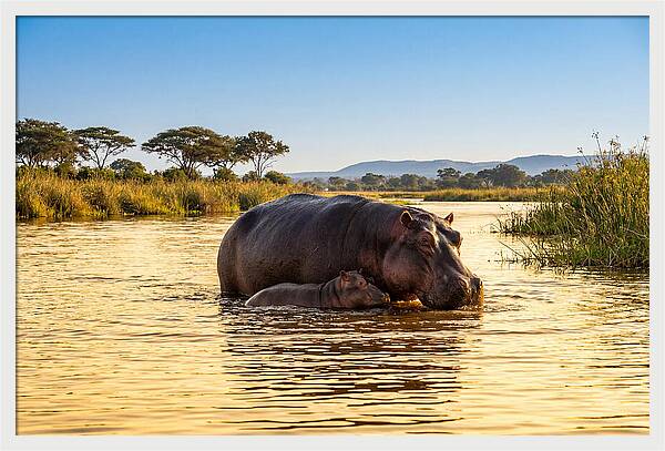 Mother Hippo And Calf In Serenity