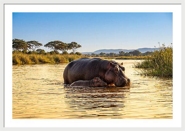 Mother Hippo And Calf In Serenity