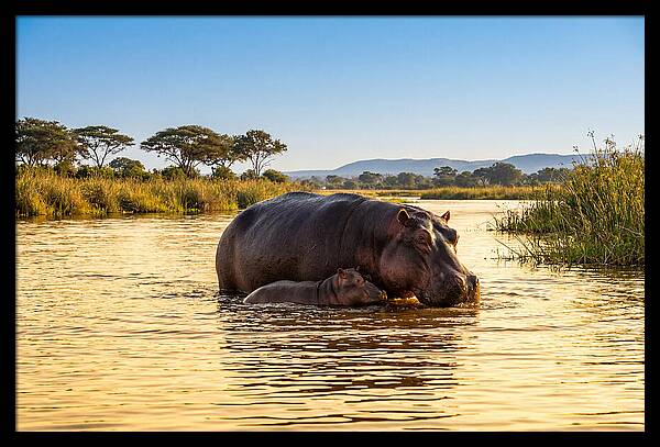 Mother Hippo And Calf In Serenity
