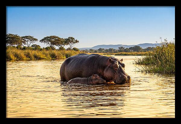 Mother Hippo And Calf In Serenity