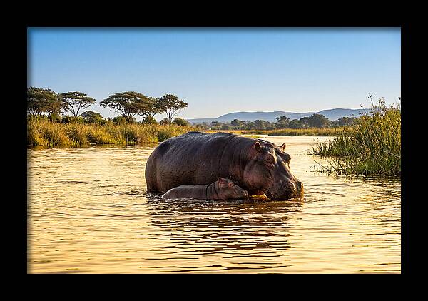 Mother Hippo And Calf In Serenity