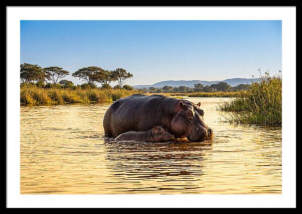 Mother Hippo And Calf In Serenity