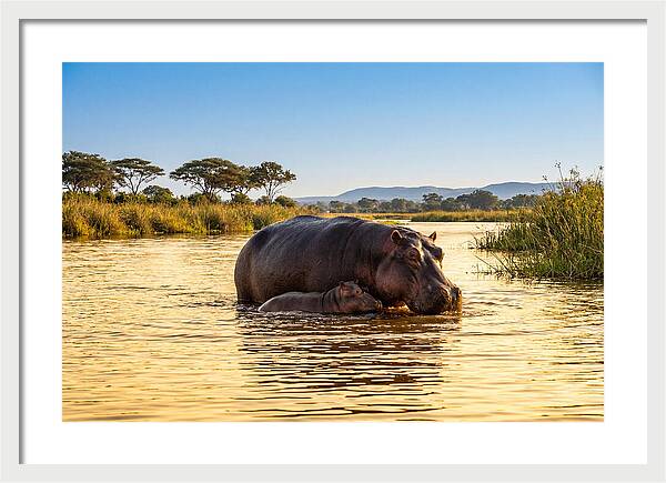 Mother Hippo And Calf In Serenity