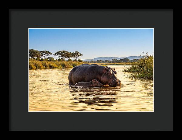 Mother Hippo And Calf In Serenity