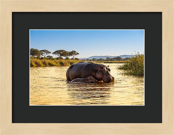 Mother Hippo And Calf In Serenity